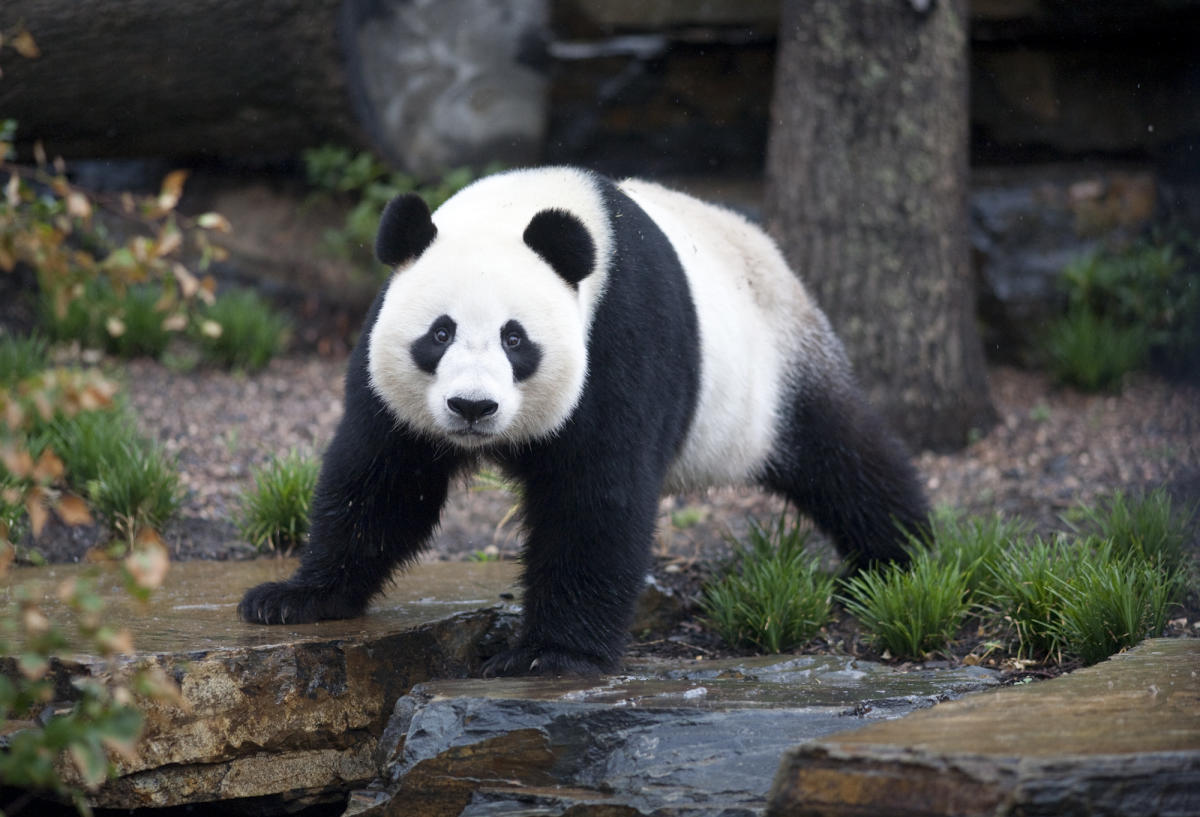 Zoos SA